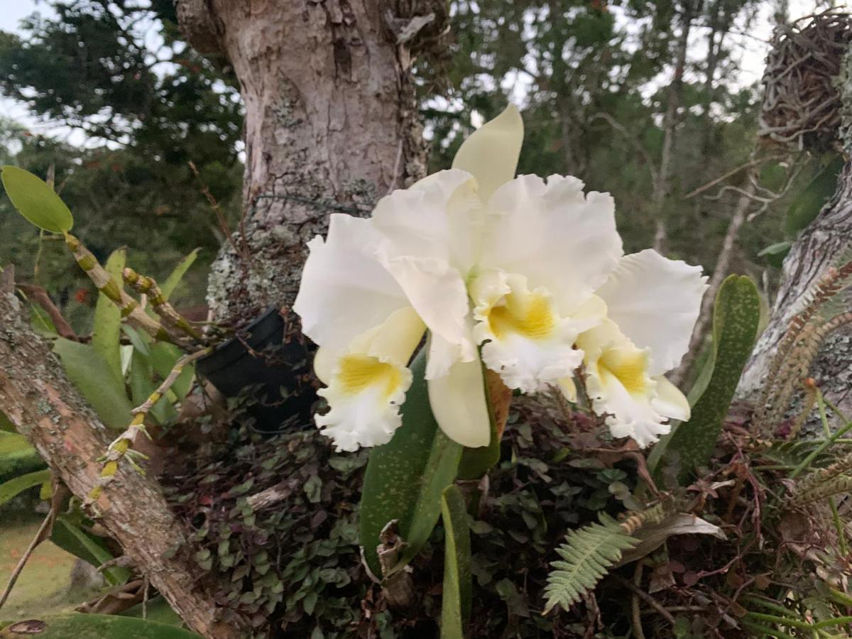 Casa Na Serra Villa Teresópolis Eksteriør bilde